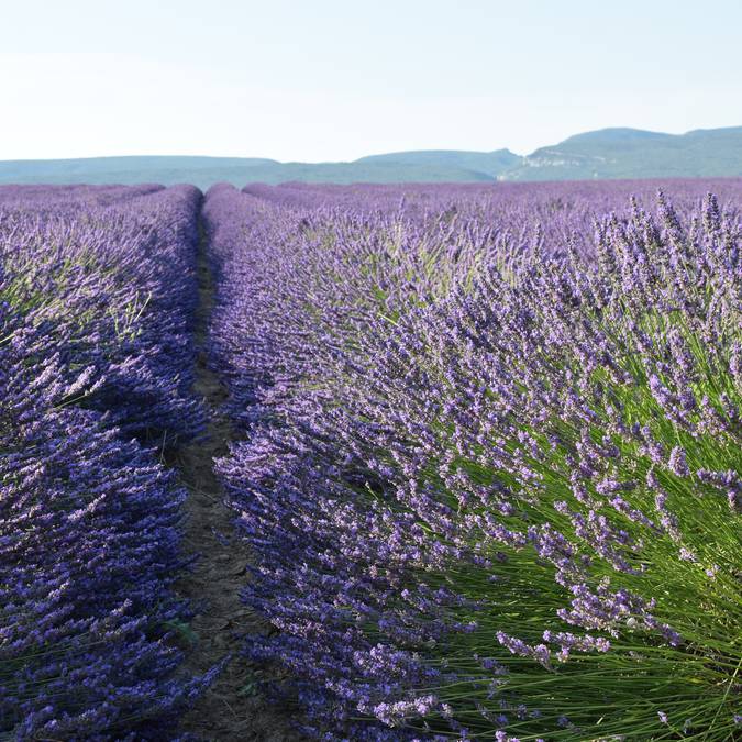 Champ de lavande | Floraison | Provence | Luberon