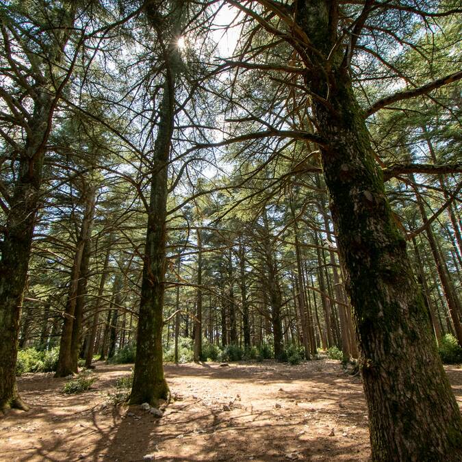 Forêt | Luberon