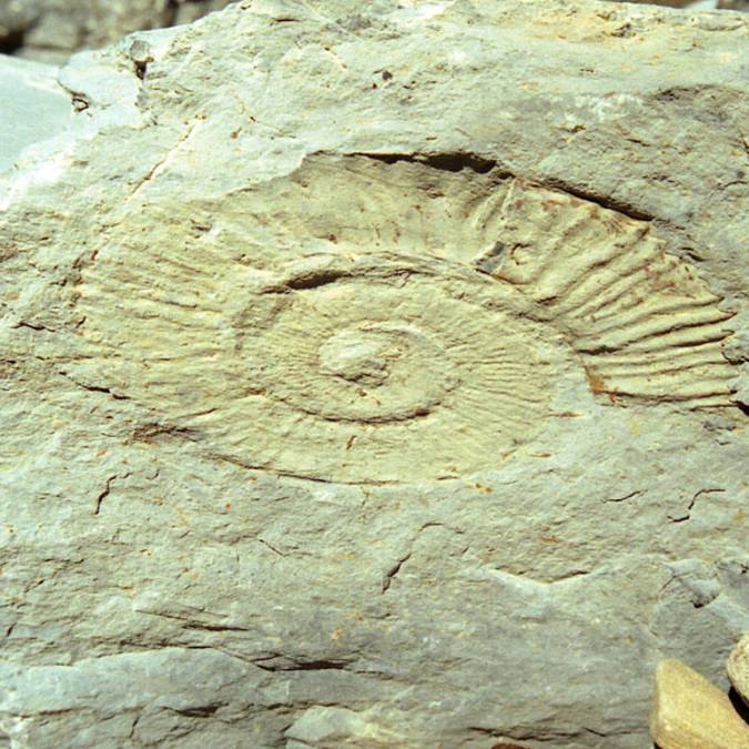 Musée de la géologie - Fossiles
