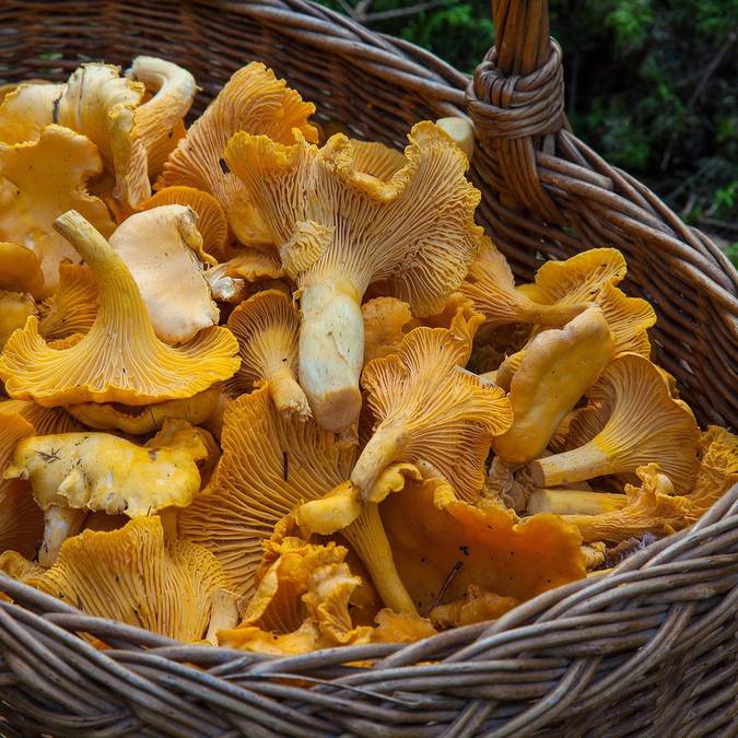 Champignons