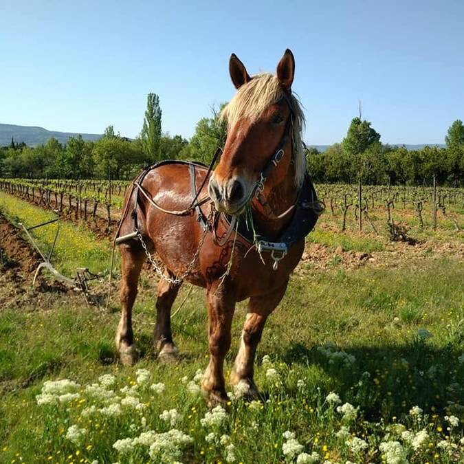 cheval 