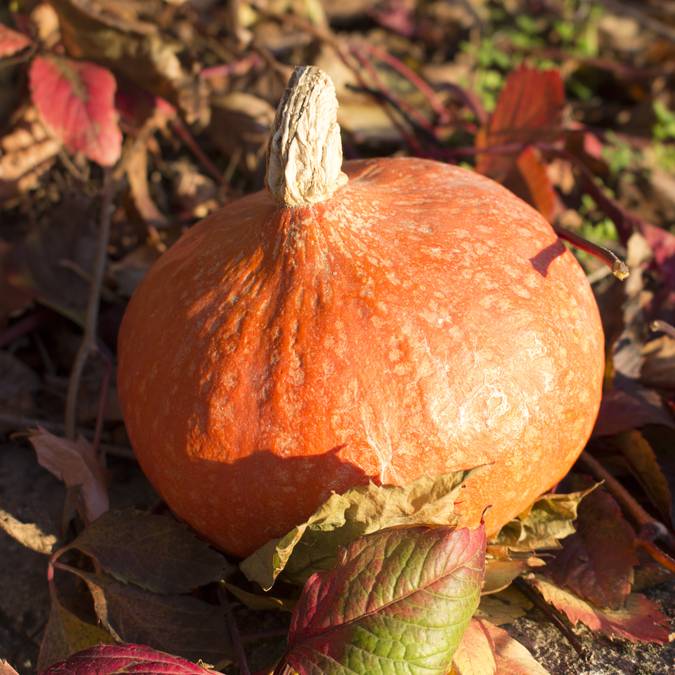 Halloween | Citrouille |