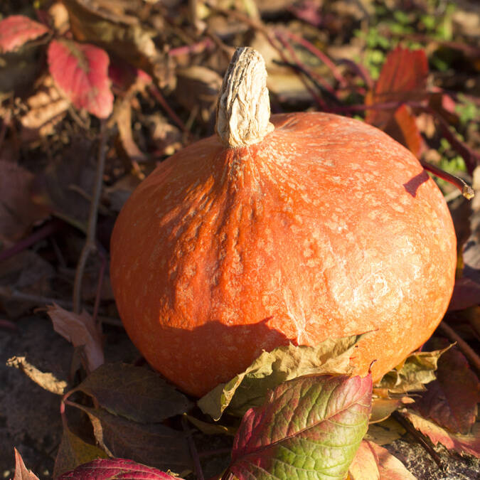 Décoration | Automne |  Citrouille | Courge 
