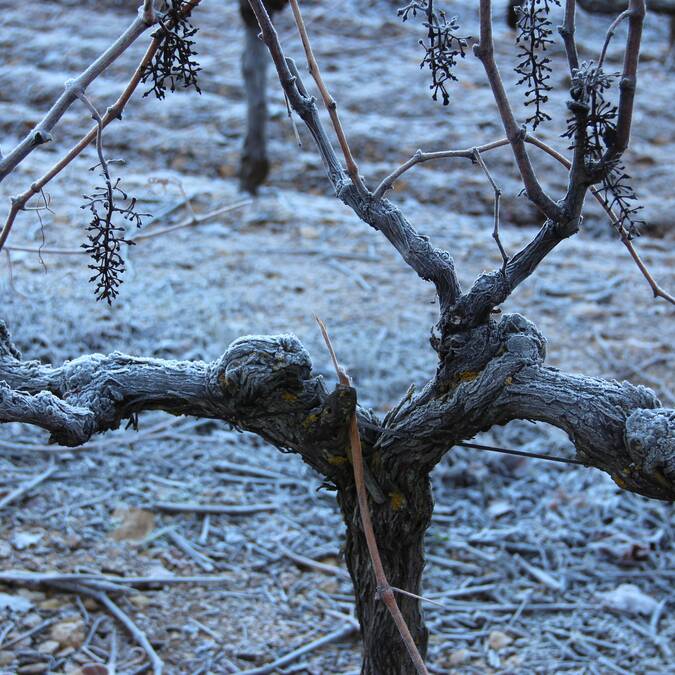 Vignes en hiver
