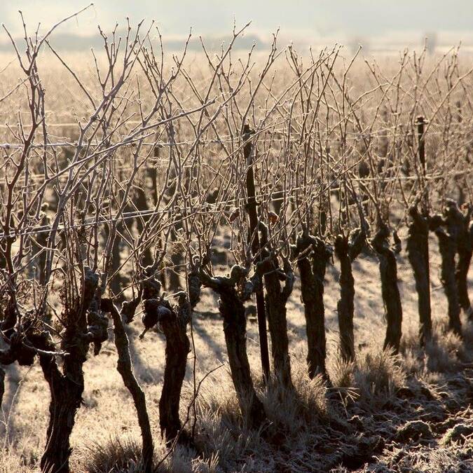 Vignes en hiver