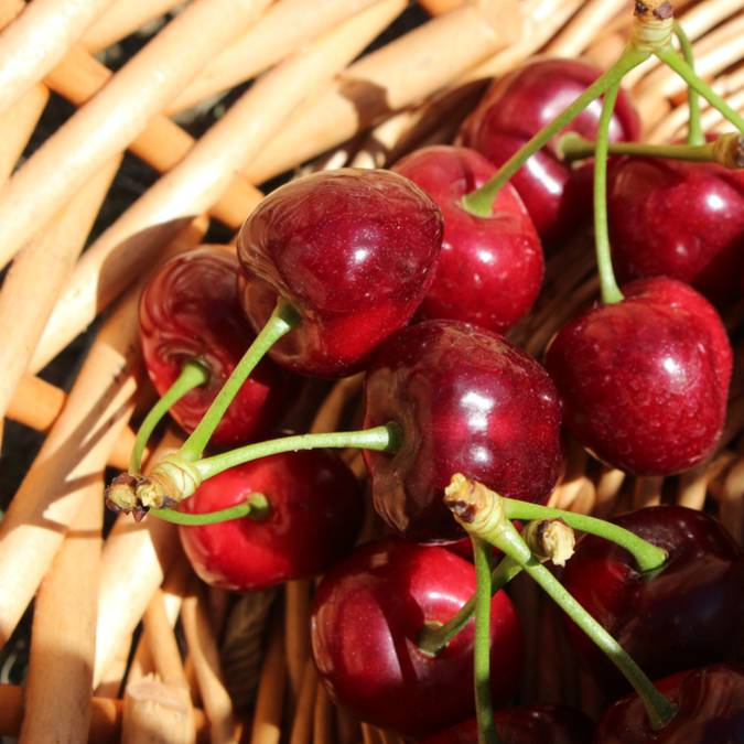 Cerise du Luberon | Feuille |Panier