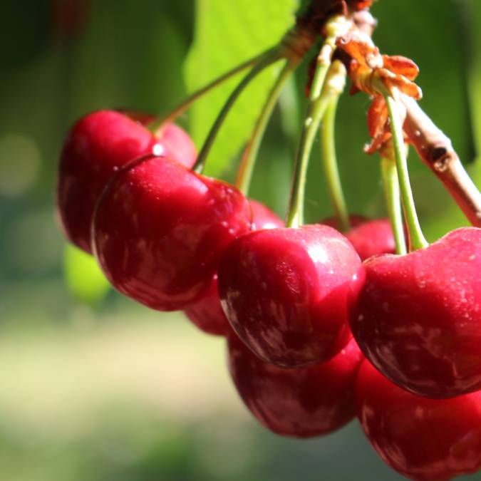 Cerise du Luberon | Feuille | Branche