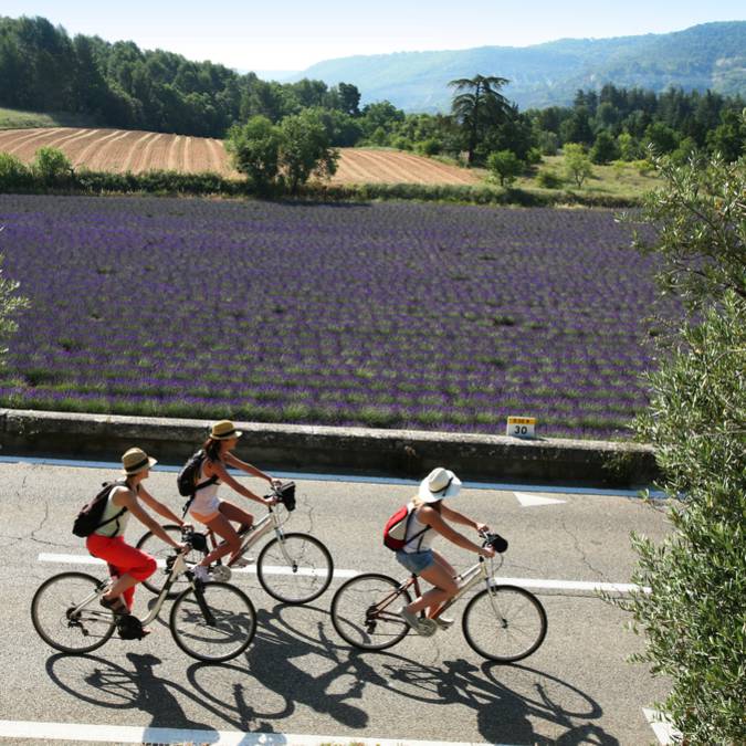 Champs de lavandins du Luberon| Femme | Vélo 