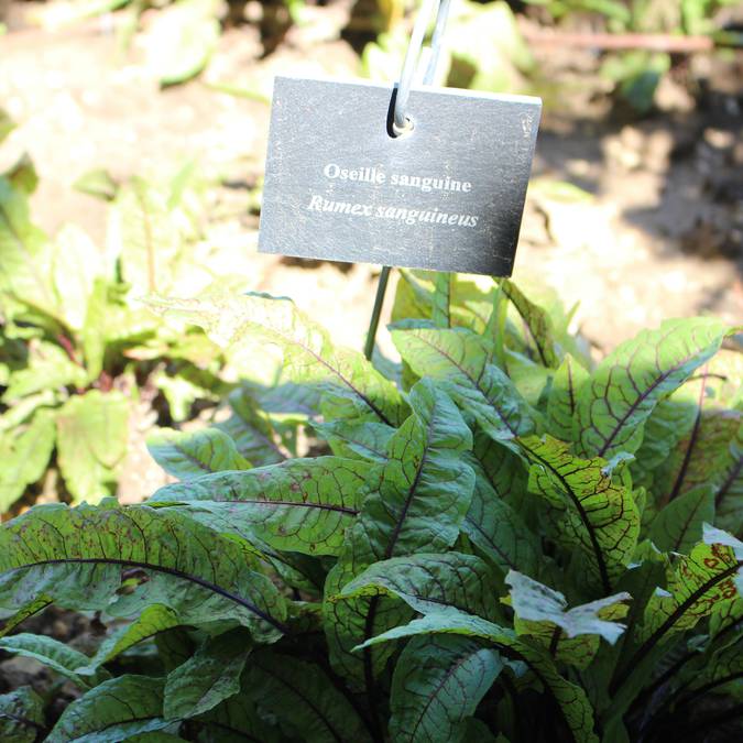  Jardin botanique | Plantes aromatiques
