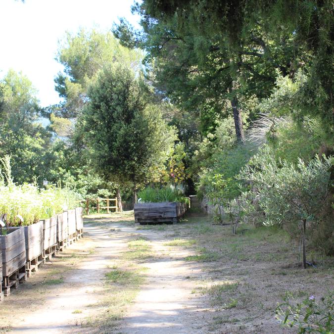  Jardin botanique | Plantes aromatiques