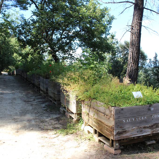  Jardin botanique | Plantes médicinales