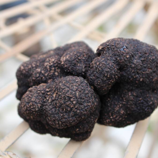 Truffe du Luberon