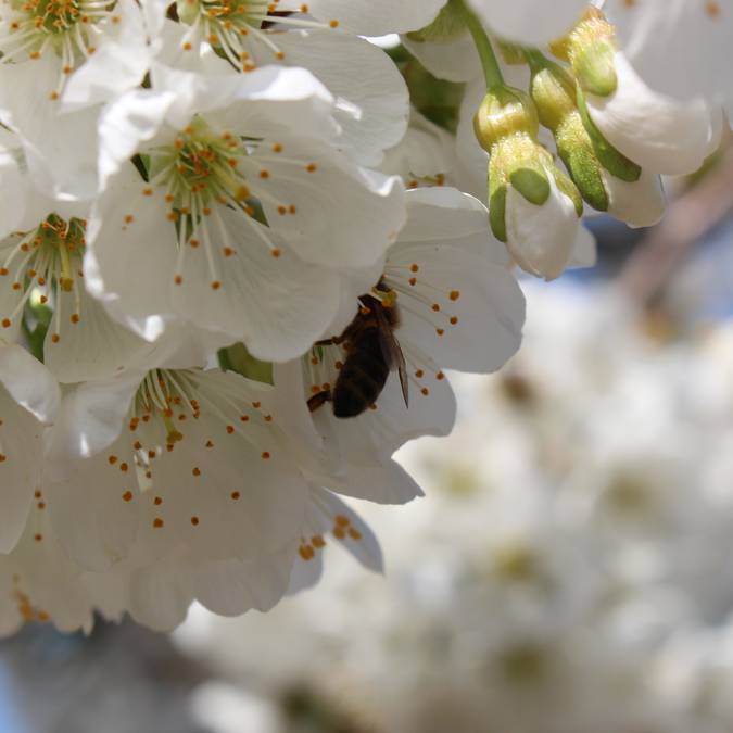 Les cerisiers en fleurs