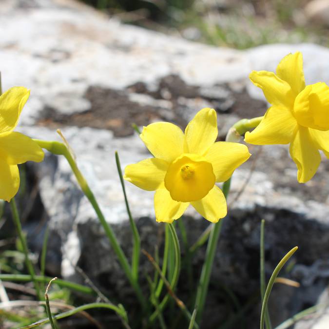Jonquilles sauvages du Luberon