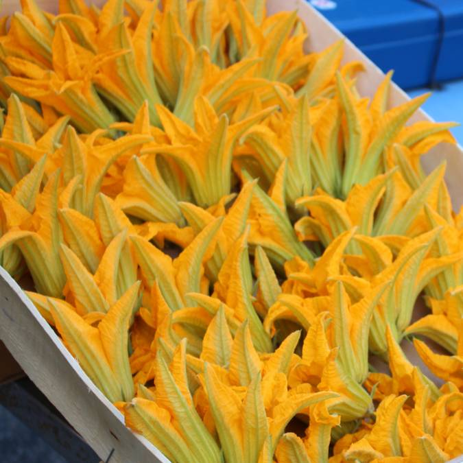 Marché provençal du Luberon | Fleurs de courgettes| Variétés | Étal