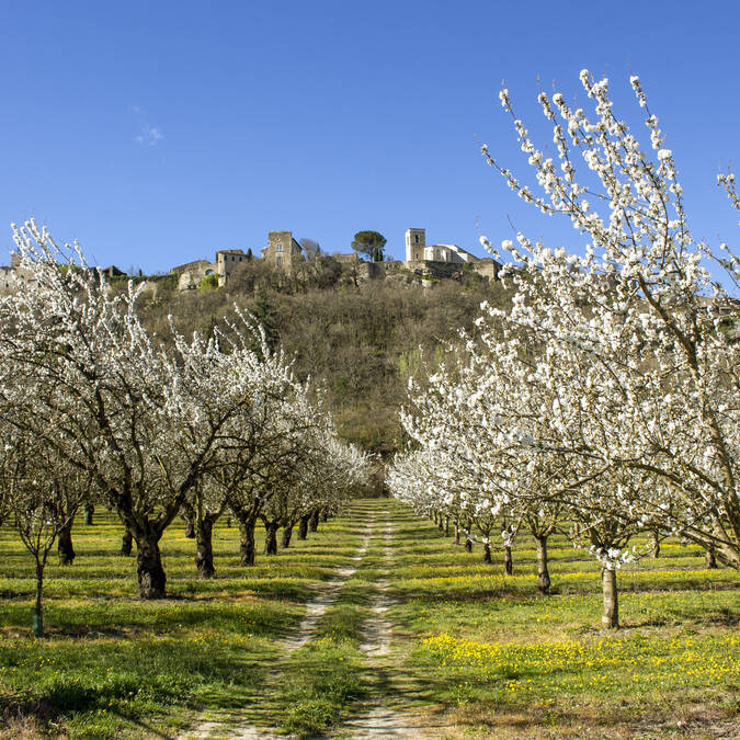 printemps | fleurs |cerisiers