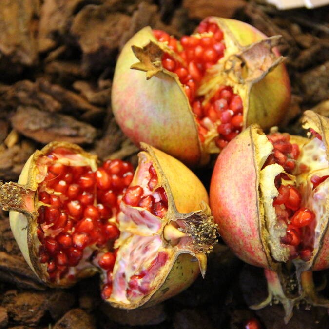 © Office de Tourisme Pays d'Apt Luberon grenade | automne