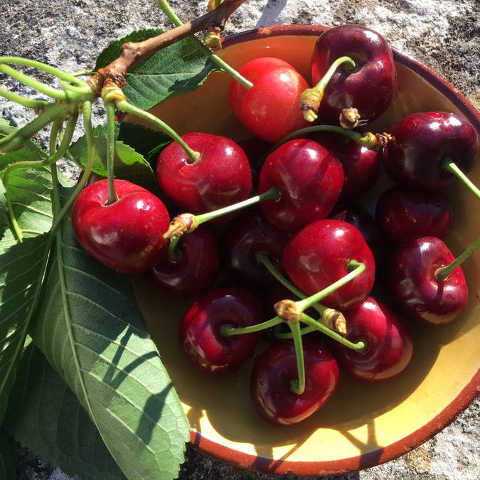 Cerise du Luberon | Feuille | Branche