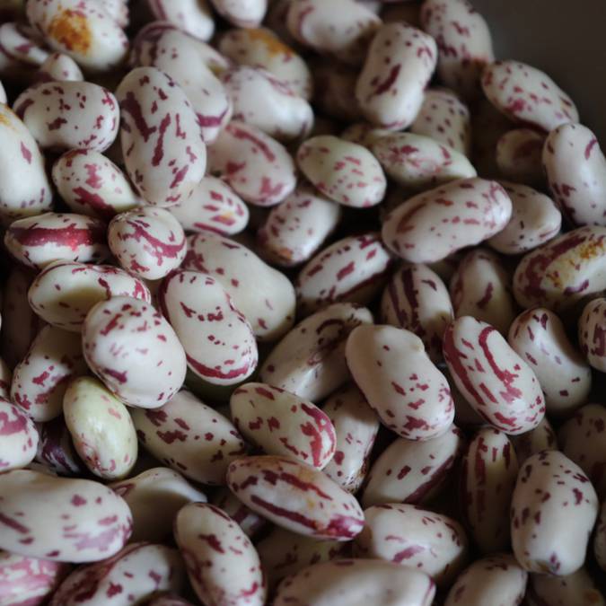 Haricots coco rouges