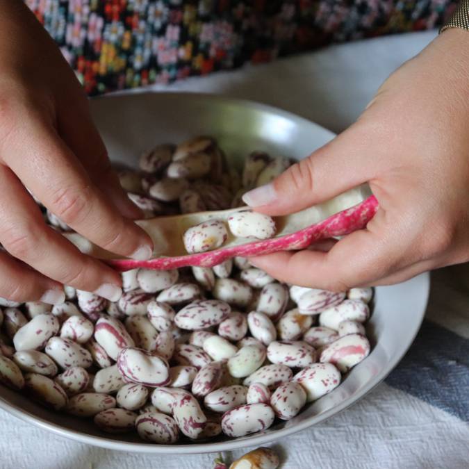 Haricots coco rouges