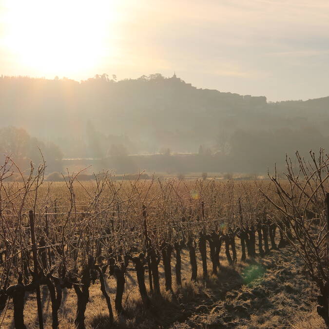 hiver | vigne | champ | soleil