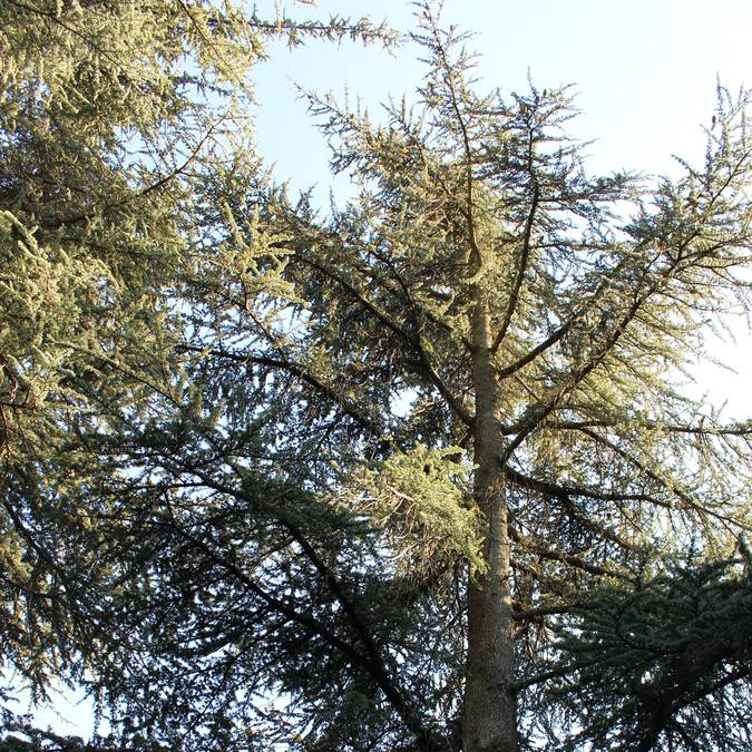 Arbre | Cèdres | Forêt | Cèdres de l'Atlas