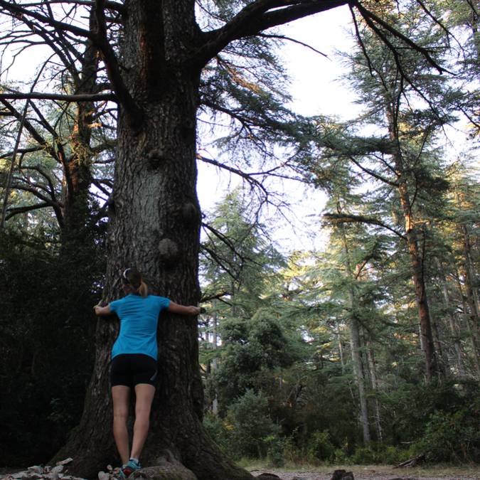 Arbre | Sylvothérapie | Forêt des Cèdres