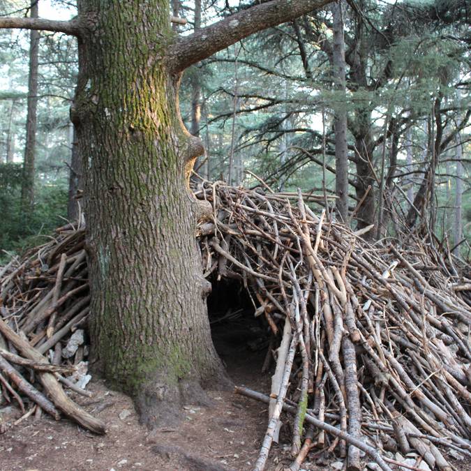 Cabane | Bois | Forêt des Cèdres | Cèdres de l'Atlas