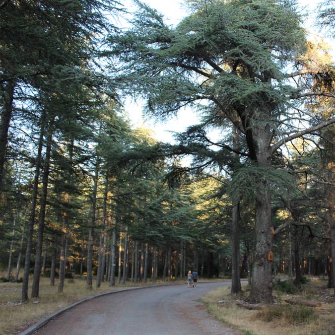 Arbre | Cèdres | Forêt | Cèdres de l'Atlas