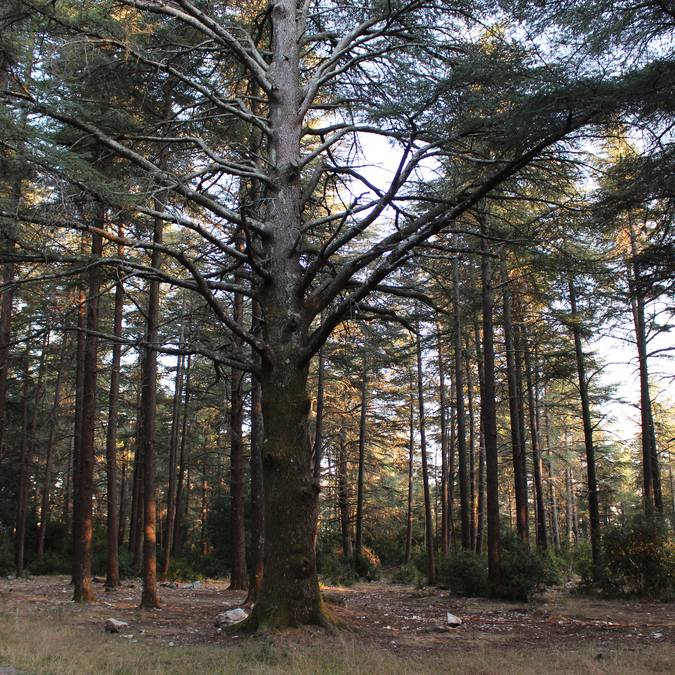 Cèdres de l'Atlas | Forêt des Cèdres | Arbres