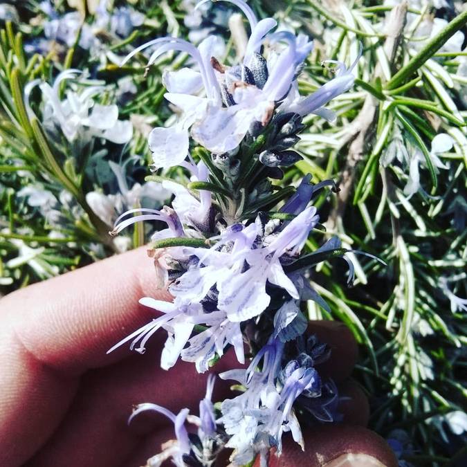 Romarin en fleurs
