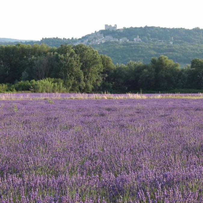 Champs de Lavande |Lacoste| Village perché | Lavande | Luberon 