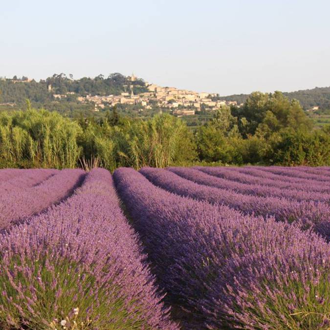 Champs de Lavande |Bonnieux | Village perché | Lavande | Luberon 