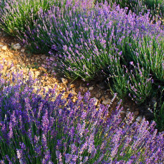 Lavandes | Floraison | Provence | Luberon
