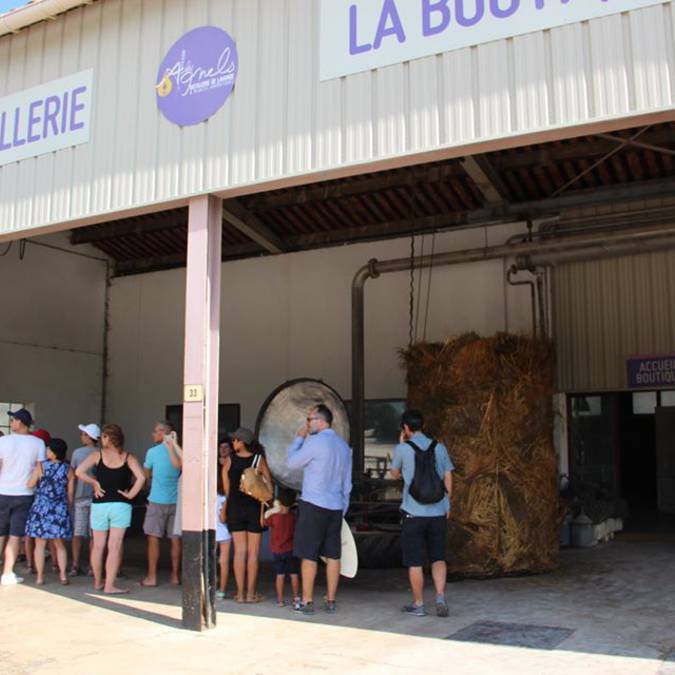Distillerie de lavande | Lavande | Visite groupe | Luberon