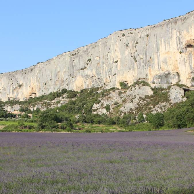 Champs de Lavande | Lioux | Lavande | Falaise de la Madeleine  