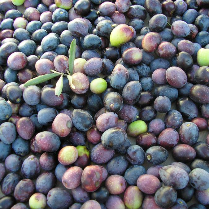 Marché provençal du Luberon | Olives | Variétés | Étal