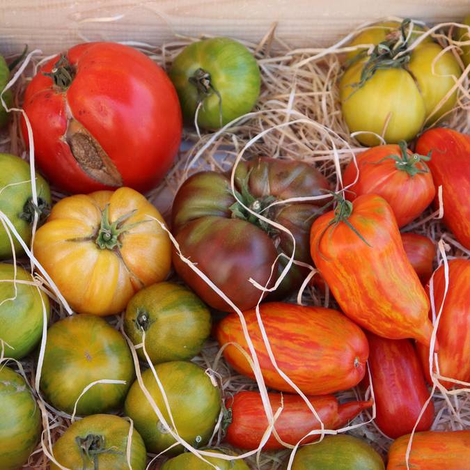 Marché provençal du Luberon | Tomates | Variétés | Étal