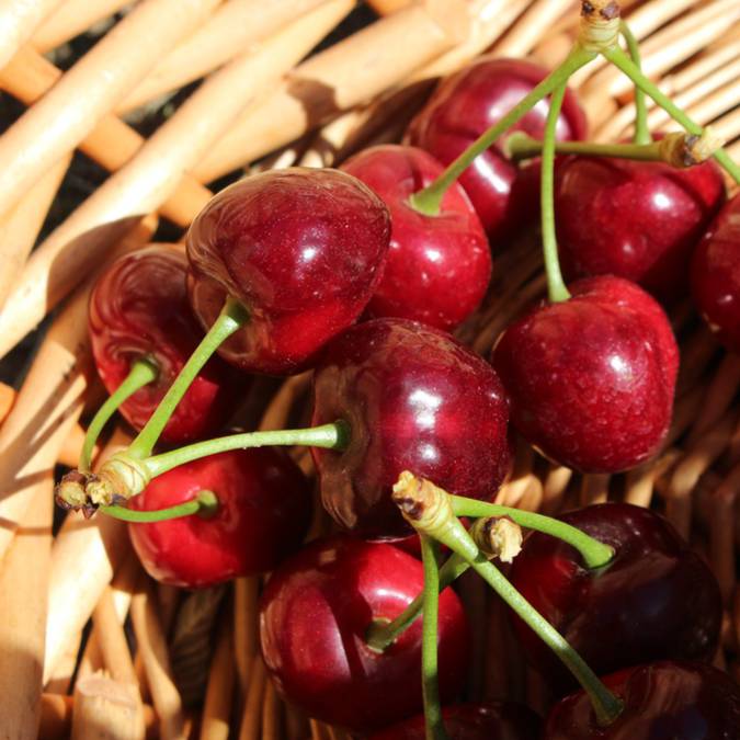 Marché provençal du Luberon | Cerises | Variétés | Étal