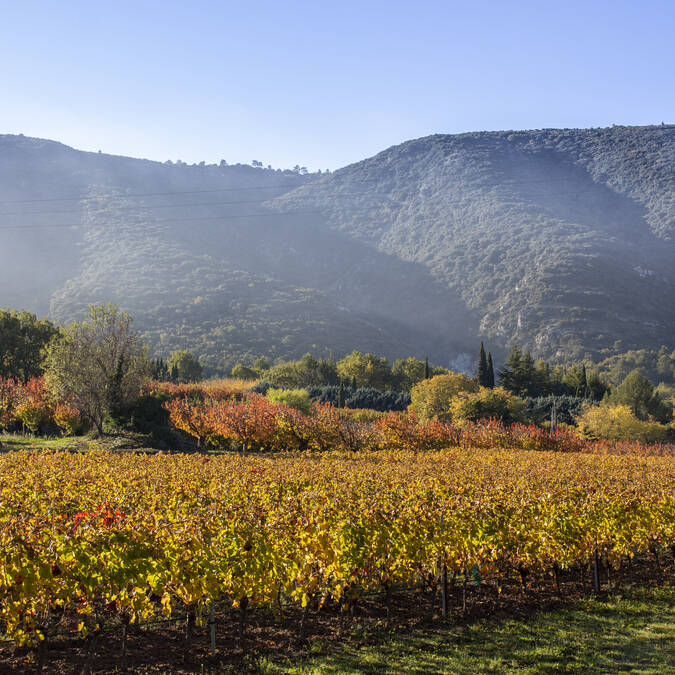 automne | vignes