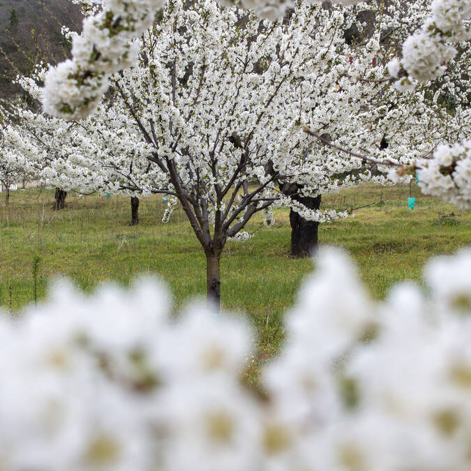printemps | fleurs |cerisiers