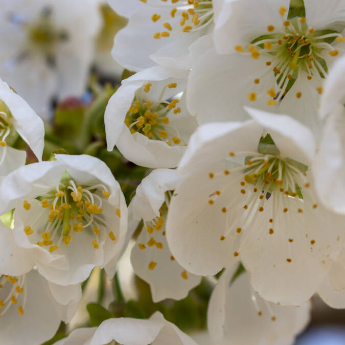 printemps | fleurs |cerisiers