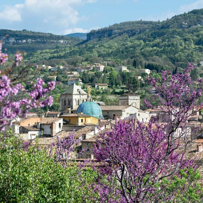 Apt | Ville | Arbre de Judée