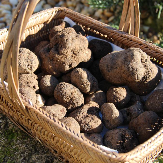 Truffe du Luberon