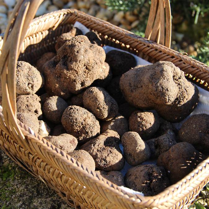 Panier de truffes mélanosporum du Luberon