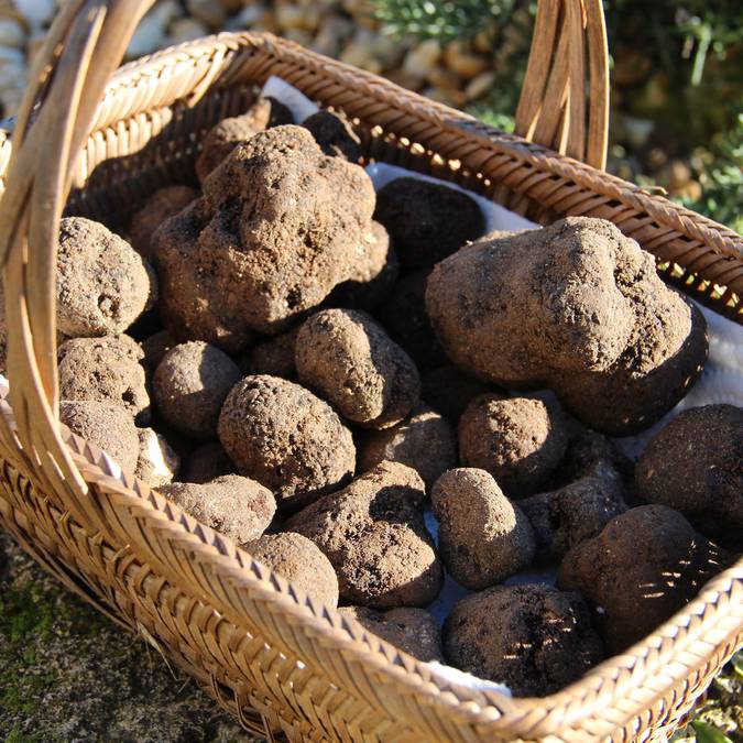 Panier de truffes du Luberon