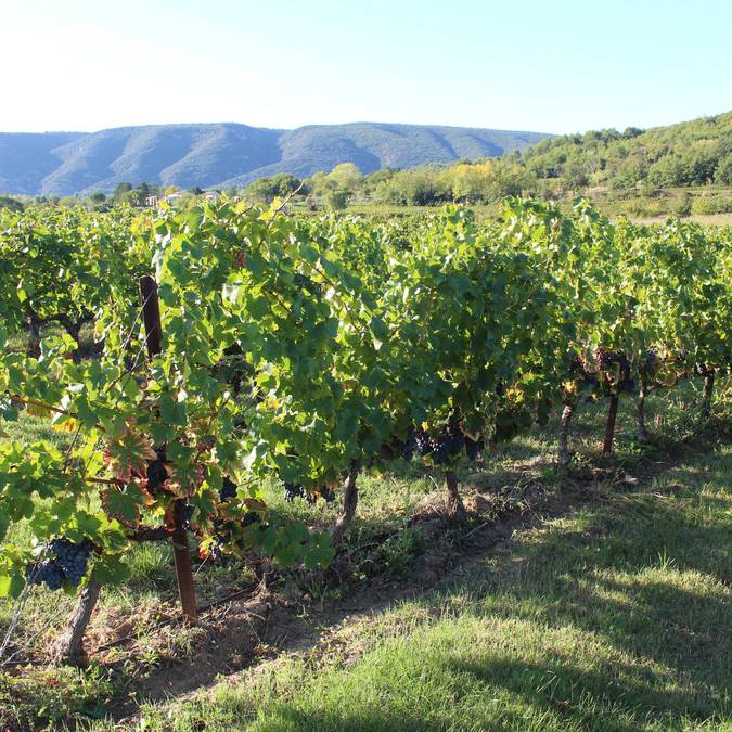 Vignes | Paysage | Luberon 