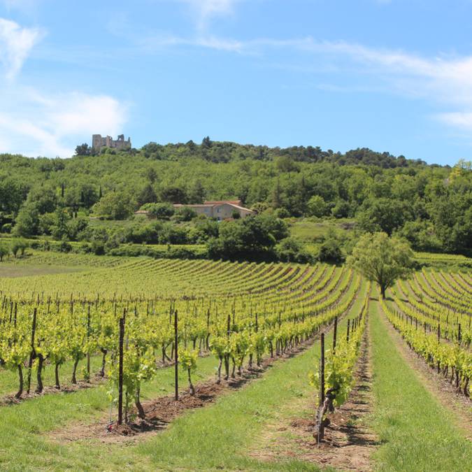 Vignes | Paysage | Luberon 