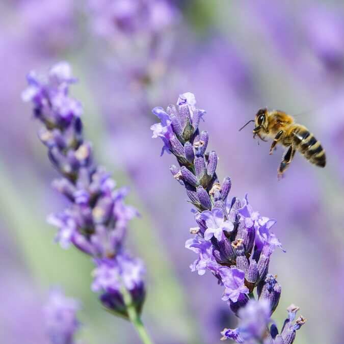 Abeille | lavande 