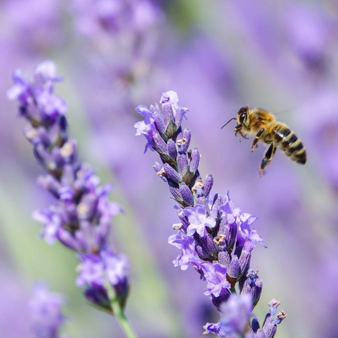 Lavande | Champs de Lavande | Luberon | Provence |Abeille 